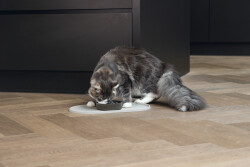 Beeztees DBL Mama Su Kabı Servisi, Silikon, Kaymaz, Bej, 45x25x1,5cm - 2