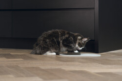 Beeztees DBL Mama Su Kabı Servisi, Silikon, Kaymaz, Bej, 45x25x1,5cm - 5