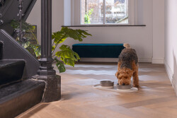 Beeztees DBL Mama Su Kabı Servisi, Silikon, Kaymaz, Bej, 55x30x1,7cm - 4