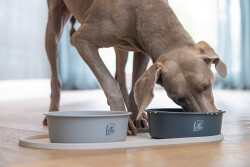 Beeztees DBL Mama Su Kabı Servisi, Silikon, Kaymaz, Bej, 55x30x1,7cm - 2