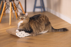 Beeztees Kedi Karton Tırmalama, Bej, 50cm - 2