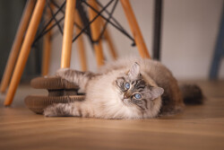 Beeztees Kedi Karton Tırmalama ve Oyuncağı, 24x10cm - 4