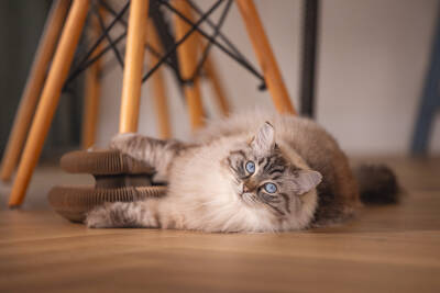 Beeztees Kedi Karton Tırmalama ve Oyuncağı, 24x10cm - 4