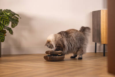 Beeztees Kedi Karton Tırmalama ve Oyuncağı, 24x10cm - 5