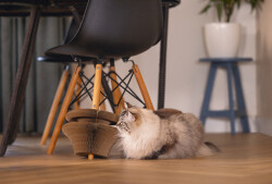 Beeztees Kedi Karton Tırmalama ve Oyuncağı, 38x10cm - 5