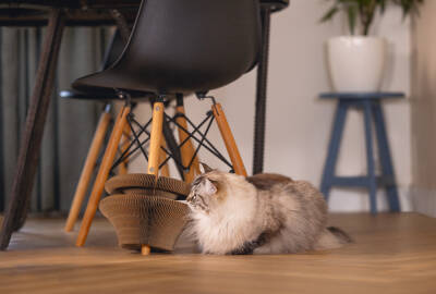 Beeztees Kedi Karton Tırmalama ve Oyuncağı, 38x10cm - 5