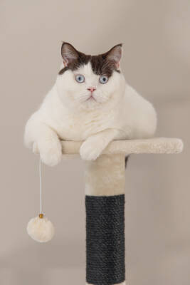 Beeztees Kedi Köşe Tırmalama ve Oyun Evi, Krem, 40x40x135cm - 3