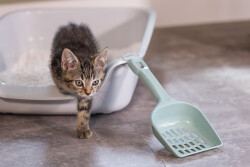 Beeztees Kedi Kumu Küreği, Açık Yeşil, 27x11x5cm - 3