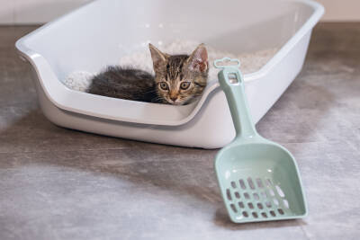 Beeztees Kedi Kumu Küreği, Açık Yeşil, 27x11x5cm - 2