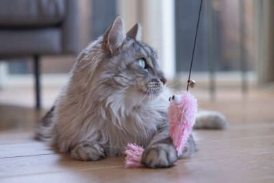 Beeztees Kedi Oltası, Zilli, Peluş Ahtapot, - 2