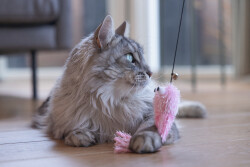 Beeztees Kedi Oltası, Zilli, Peluş Ahtapot, - 2