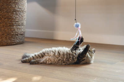 Beeztees Kedi Oltası, Zilli, Tüylü Top ve Kurdelalar, - 3