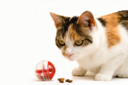 Beeztees Kedi Oyuncağı, Oyun ve Ödül Topu, 5,5cm - 2