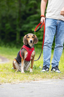 Beeztees Köpek Göğüs Tasması, Neopren, Kırmızı, M, 41-46cm - 5