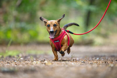 Beeztees Köpek Göğüs Tasması, Neopren, Kırmızı, S, 38-44cm - 5