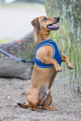 Beeztees Köpek Göğüs Tasması, Neopren, Mavi, S, 38-44cm - Beeztees