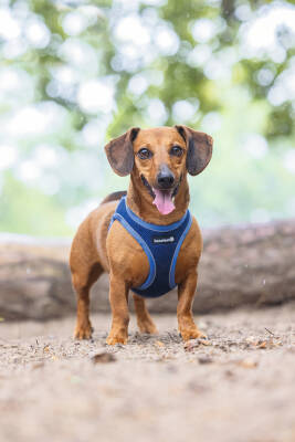Beeztees Köpek Göğüs Tasması, Neopren, Mavi, S, 38-44cm - 5