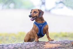 Beeztees Köpek Göğüs Tasması, Neopren, Mavi, S, 38-44cm - 3