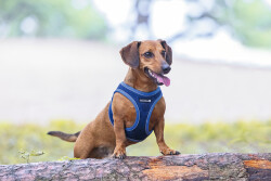 Beeztees Köpek Göğüs Tasması, Neopren, Mavi, S, 38-44cm - 4