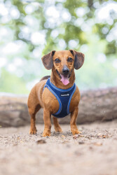 Beeztees Köpek Göğüs Tasması, Neopren, Mavi, S, 38-44cm - 5