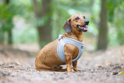 Beeztees Köpek Göğüs Tasması, Neopren, Gri, S, 38-44cm - 4