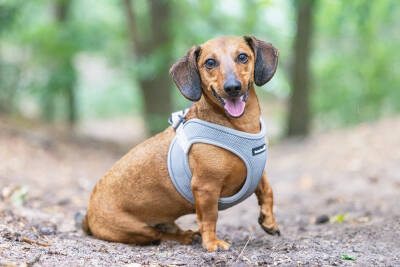 Beeztees Köpek Göğüs Tasması, Neopren, Gri, S, 38-44cm - 5