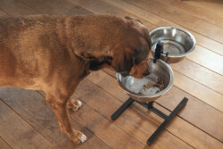 Beeztees Köpek İkili Mama Su Kabı, Ayaklı, Paslamaz Çelik, 28cm, 2x4,5L - 3