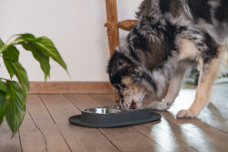 Beeztees Köpek İkili Mama ve Su Kabı, Paslanmaz Çelik, 40x24cm, 2x500ml - 5