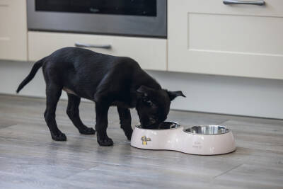 Beeztees Köpek İkili Mama ve Su Kabı, Paslanmaz Çelik, Pudra Pembe, 34x17,5cm, 2x350ml - 2