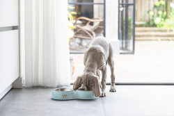 Beeztees Köpek İkili Mama ve Su Kabı, Paslanmaz Çelik, Turkuaz, 34x17,5cm, 2x350ml - 3