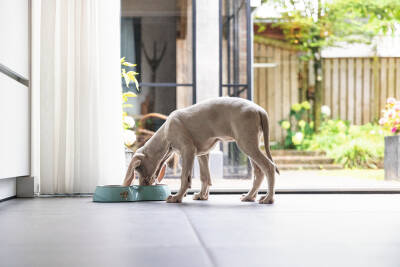 Beeztees Köpek İkili Mama ve Su Kabı, Paslanmaz Çelik, Turkuaz, 34x17,5cm, 2x350ml - 4