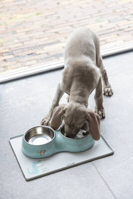 Beeztees Köpek İkili Mama ve Su Kabı, Paslanmaz Çelik, Turkuaz, 34x17,5cm, 2x350ml - 2