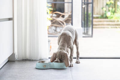 Beeztees Köpek İkili Mama ve Su Kabı, Paslanmaz Çelik, Turkuaz, 34x17,5cm, 2x350ml - 3