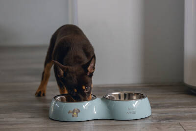 Beeztees Köpek İkili Mama ve Su Kabı, Paslanmaz Çelik, Turkuaz, 34x17,5cm, 2x350ml - 5