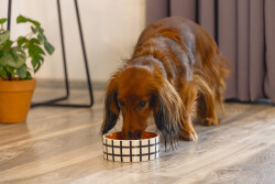 Beeztees Köpek Mama Su Kabı, Seramik, Kiremit Beyaz, 13,5cm, 500ml - 2