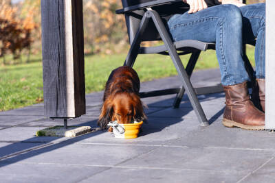 Beeztees Köpek Mama ve Su Kabı, Teleskopik, Turuncu, Silikon, 15,5cm, 750ml - 2