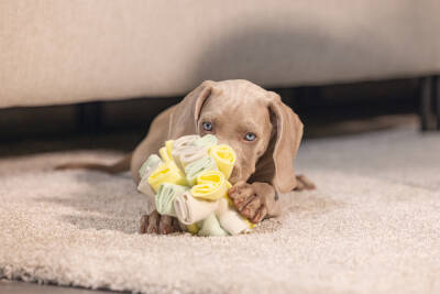 Beeztees Köpek Ödül Saklama Oyuncağı, Top, Polar, Gri/Yeşil, 13cm - 2