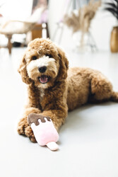 Beeztees Köpek Oyuncağı, Dondurma, Peluş, Pembe, 19x8x5cm - 2
