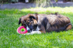 Beeztees Köpek Oyuncağı, Donut, Peluş, Çeşitli Renklerde, 12x12x5cm - 4