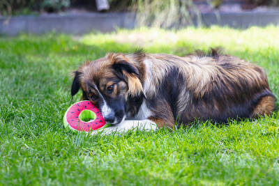Beeztees Köpek Oyuncağı, Donut, Peluş, Çeşitli Renklerde, 12x12x5cm - 4