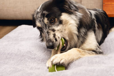 Beeztees Köpek Oyuncağı, İpli İki Tenis Topu, Kauçuk, Gri/Kahverengi, 21cm, Top 6,3cm - 3