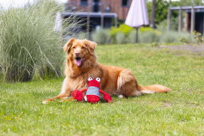 Beeztees Köpek Oyuncağı, Istakoz, Peluş, Kırmızı, 24x38x13cm - 2