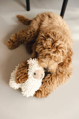 Beeztees Köpek Oyuncağı, Koyun, Peluş, Beyaz, 26x6x21cm - 3