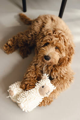 Beeztees Köpek Oyuncağı, Koyun, Peluş, Beyaz, 26x6x21cm - 4