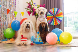 Beeztees Köpek Oyuncağı, Parti Balonu, Peluş, Mavi, 39x13x7,5cm - 3