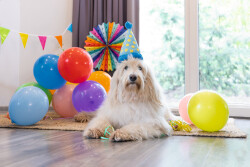 Beeztees Köpek Oyuncağı, Parti Balonu, Peluş, Mavi, 39x13x7,5cm - 2