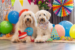 Beeztees Köpek Oyuncağı, Parti Balonu, Peluş, Mavi, 39x13x7,5cm - 5