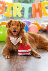 Beeztees Köpek Oyuncağı, Pasta Dilimi, Peluş, Renkli, 19x14x11cm - 3