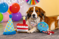 Beeztees Köpek Oyuncağı, Pasta Dilimi, Peluş, Renkli, 19x14x11cm - 5