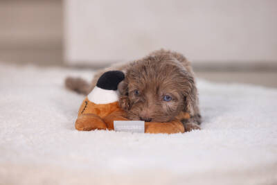 Beeztees Köpek Oyuncağı, Peluş, Kahverengi, 16x18x8,5cm - 4